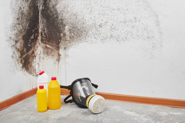 Best DIY Mold Remediation Support Services in Inman, KS