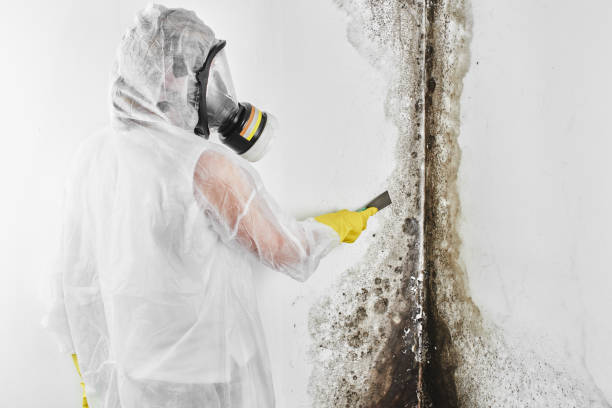 Best Preventive Mold Services in Inman, KS