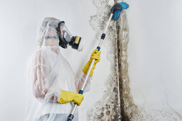 Best Mold Remediation for Schools in Inman, KS
