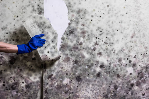 Best Localized Mold Remediation (e.g., coastal areas, humid climates) in Inman, KS