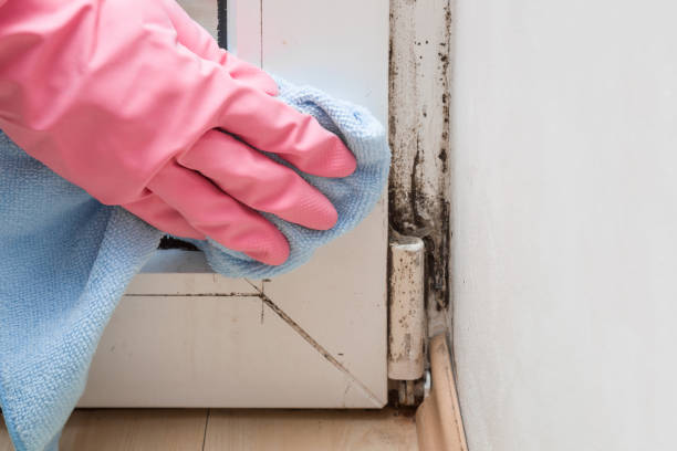 Best Commercial Mold Remediation in Inman, KS
